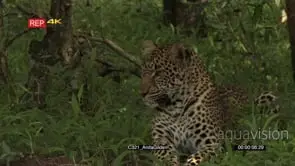 Leopard portrait in forest