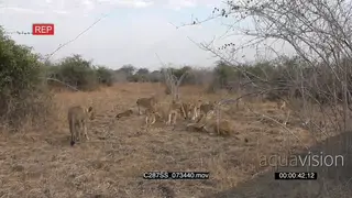 A pride of lions standing and looking at a lioness attacking and killing a lion cub AmCam