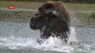 Grizzly Bears fighting for Salmon