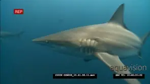 Bull sharks & 1 tiger shark swimming together & lunging at same bait, VARIOUS SHOT
