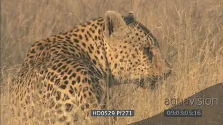 Leopard with scratch marks on face injured turn to face camera walks away through tall.
