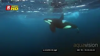 Close-up Orca Killer Whale hunting herring in noway CU UW