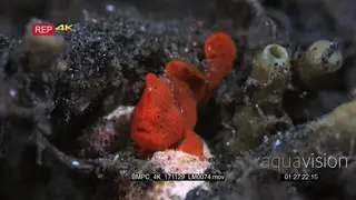 Macro shot of a tiny juvenile orange painted frogfish.