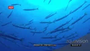 A Large School of Barracuda Fish swimming and hunting GENERAL BEHAVIOUR