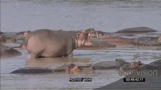 Hippo bulls aggressive behaviour attempting to fight dung scattering bull appearing from.