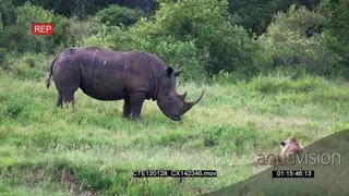 White Rhino moving and grazing on bushveld and an African Lion laying down Stalking WS