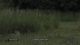Lone Leopard Laying Down Stalking in thick Reeds