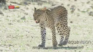 Leopard cub walking towards camera