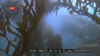 Scenic Kelp forest murky misty conditions UW