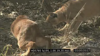 Caracals standing and sniffing a tortise MLS