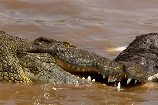Crocodile Ganglands for ARROW MEDIA