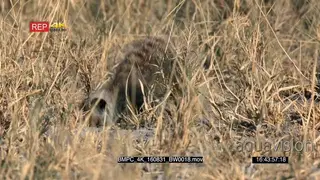 Meerkat digging a den MS