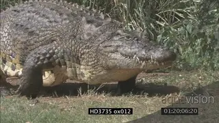 Crocodile in water, laying still, other crocodile emerges, lays on bank in sun