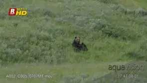 Adult female Grizzly bear mother and nursing her two cubs