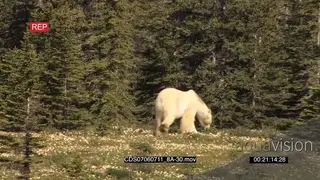Polar bear with moulting fur hunting walking away through forest in heat haze SHAKY