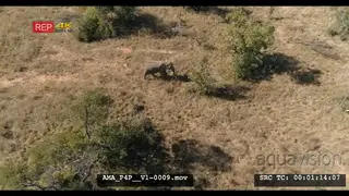 Aerial Drone African elephant feeding off bushes