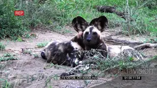 Wild dogs resting in bushveld looking at camera 2S MCU