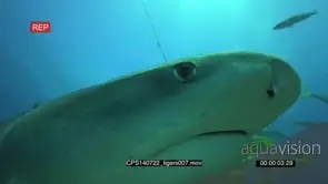 Tiger Shark swimming through small fish eating some and looking around underwater in…