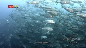 A huge school of bigeye trevally fish swirl in front of the camera
