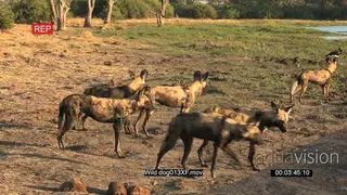A pack of wild dogs watching out for prey in the Okavango Delta