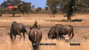 Tracking shot of a male wildebeest chases other male wildebeest away showing its dominance