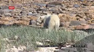 Polar bear with moulting fur walking away over rocks