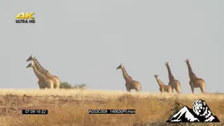 Giraffes standing then walking on bushveld LS