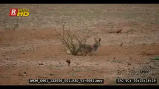A wet adult cape fox digging its own burrow after the rain