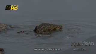 Affectionate behaviour of two Nile Crocodiles Mating in the water, during daytime.