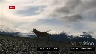 Wolf fishing for salmon along with Brown Bears in Alaska Katmai National Park. AmCam