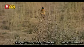 Reveal shot of ground agama hanging on the twigs of a bush