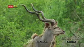 Close up shot of kudu ball with long horns standing with green bushes in the background