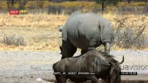 White rhino walking out of frame with wildebeest walking into frame