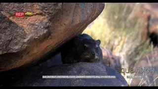 A rock hyrax also called rock badger and Cape hyrax or dassie.