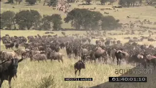 Blue Wildebeest herd migration in the Serengeti WS LS TL