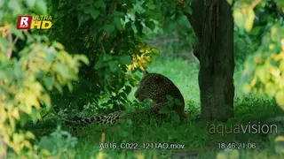 Male Leopard back view, laying down,resting and looking around.