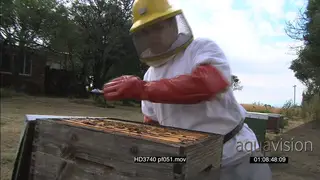 Swarm of honeybees in hive shown to camera by bee keeper