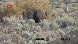 American Bison walking WS