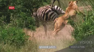 African lioness kicked in the face trying to takedown zebra NO TAKEDOWN
