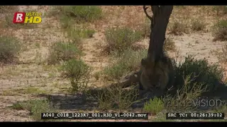 Male lion with black mane licking its paw in the shade of a tree