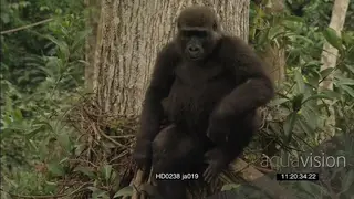Gorilla climbing tree in African rainforest MS