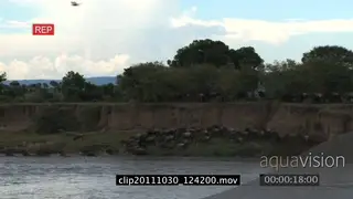Blue Wildebeest herd migrating running on bushveld then down cliff and into river XWS PAN.