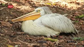 WHITE PELICAN SLEEPING