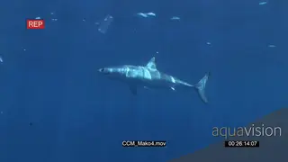 Mako Shark swimming and turning underwater in ocean UW