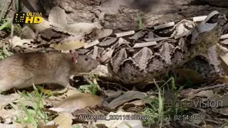 Gaboon viper laying, a mouse walks around, aims to strike and defend itself.