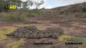 Puff Adder snake basking on a rocky outcrop MCU