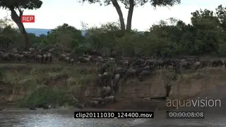 Blue Wildebeest herd migrating running on bushveld jumping down cliff and into river WS.