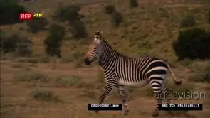 Cape Mountain Zebras [3] Standing Walking and Running around the field Looking at the.