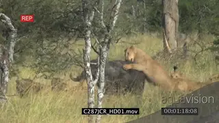 Cape buffalo bravely resisted the attack of 11 lions and he finally survives thanks to.