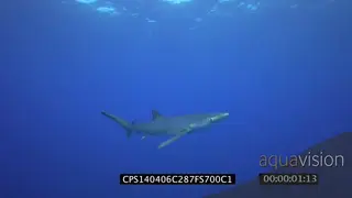 Blue Sharks swimming around in ocean LS PAN HAND